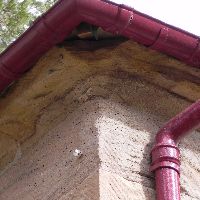 Bats accessing roof eves