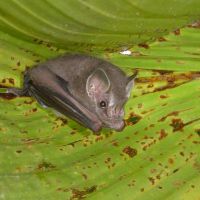 Costa Rican bat
